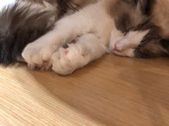 -飞行喵MR PILOT|猫舍·猫咖(静安大融城店)