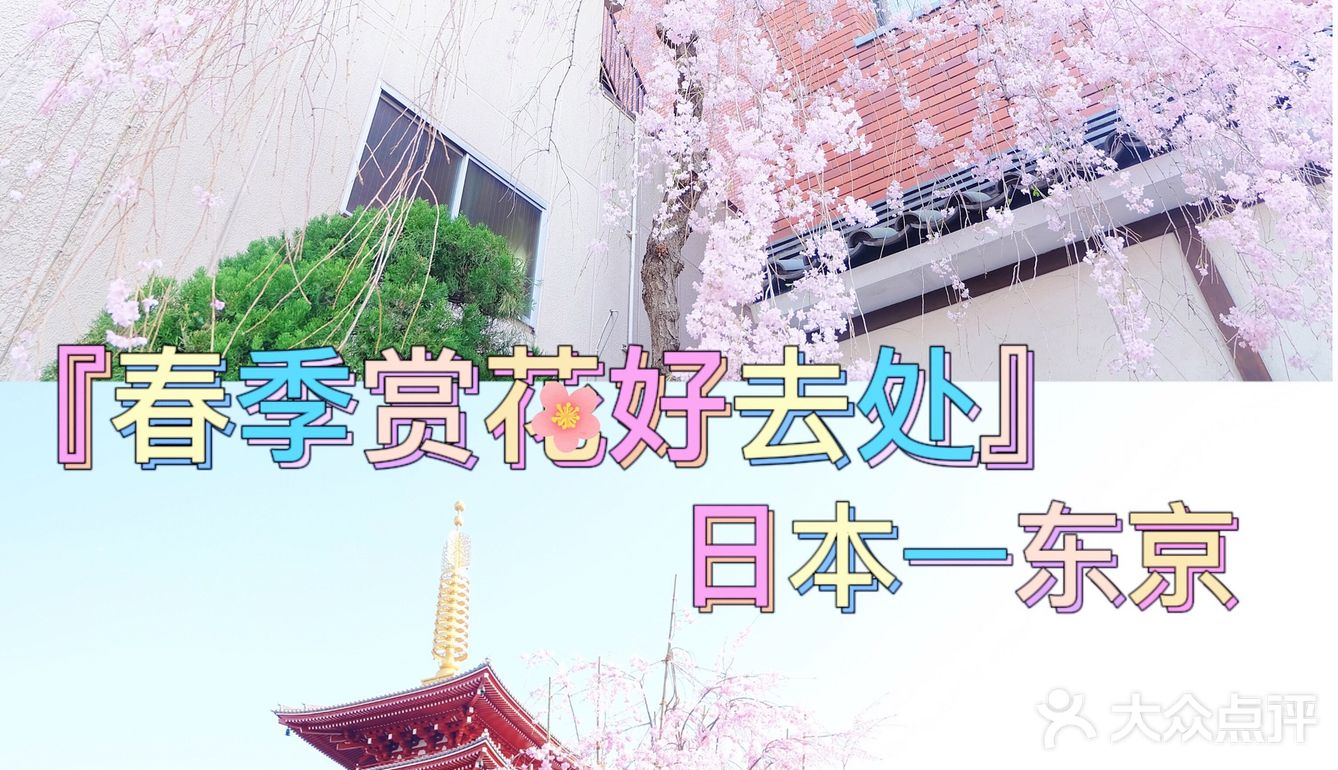 日本赏樱—春季赏花好去处🌸