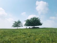 -乌兰布统草原