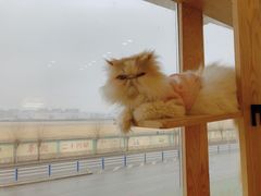 -猫的茶·猫咖
