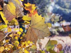 -天鹅湖体育公园