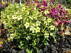 -上海植物园-4号门售票处