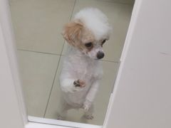 -宠福鑫康馨动物医院·骨科·眼科