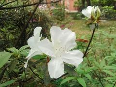 -中山大学学者灵芝(园南路店)