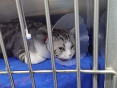 -佑安动物医院·全科·内窥镜中心(幸福巷店)