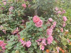 -人民公园(罗湖区)