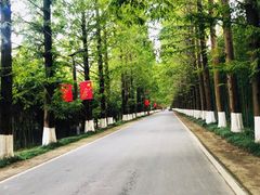 -黄海国家森林公园