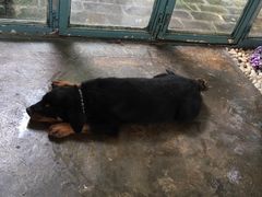 -喵屿·大理花园猫咖