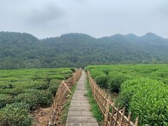 -中国茶叶博物馆(双峰馆区)