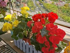 -双季花艺园艺市场(浦东店)