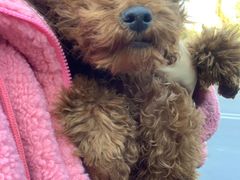 -猫狗日记·自助洗护·宠物寄养·售卖