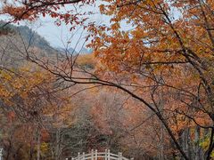 -洛阳白云山景区