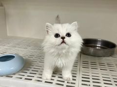 -lincat·猫舍(广州店)