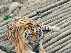 -大连森林动物园