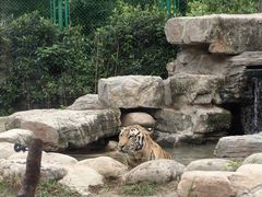 -上海野生动物园老虎餐厅