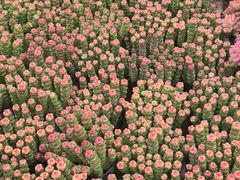 -三圣花乡旅游区