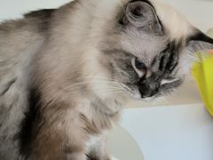 -怪兽屋·羊驼·猫咖·狗咖(俊华广场店)