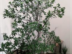 -成川茶店·潮汕工夫浓茶(万象店)