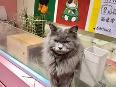-毛绒耶耶撸宠馆·猫咖·狗咖·荷兰猪咖