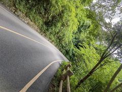 -西双版纳原始森林公园