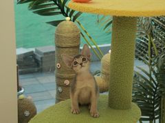-猫十亿·布偶金渐层·曼基康矮脚猫舍(青年路店)