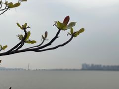 -深圳湾公园(南山区)