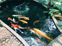 -Fern Forest Cafe