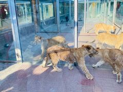 -西霞口神雕山野生动物世界