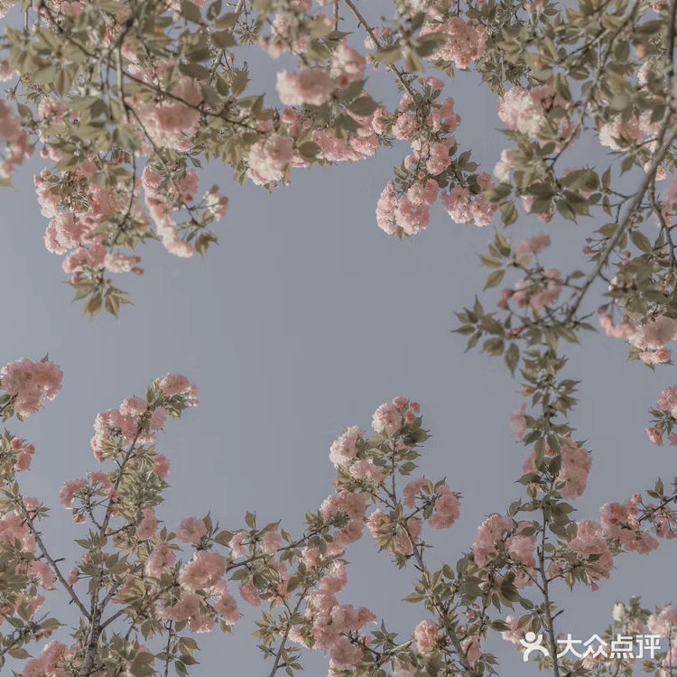 (桃、杏、梨对应的颜色红、粉、白)花里带着甜味