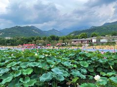-泰山风景名胜区-虎山公园