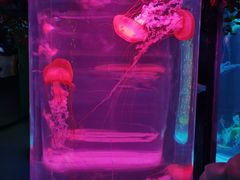 -秦皇岛新澳海底世界