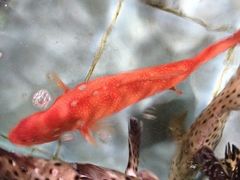 iphone_upload_pic-旺顺阁海鲜广场(亚运村店)
