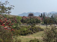 -贵州百里杜鹃风景名胜区