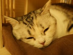 -猫和宫(六道口店)