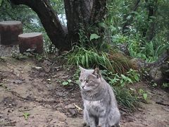 -牛背梁国家森林公园