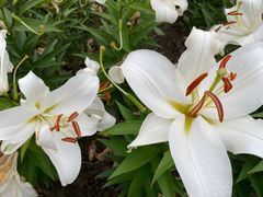 -花开海上生态园