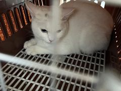 -虹泰宠物医院 ·旗舰店·24h(南秀路店)