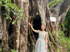 -瑞丽独树成林风景区