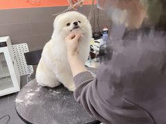 -宠宠熊宠物美容(星湖街店)