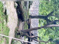 -都江堰中华大熊猫苑