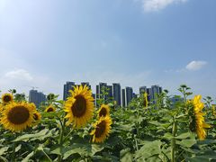 -光明小镇欢乐田园