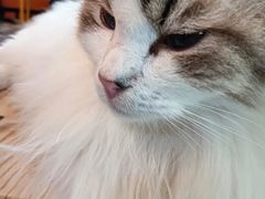 -豆逗聊愈猫阁Easy Life