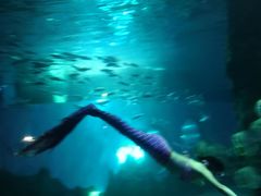 -北戴河圣蓝海洋公园