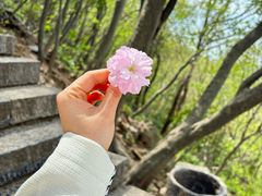 -紫金山山顶公园