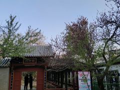 -桃花堤公园