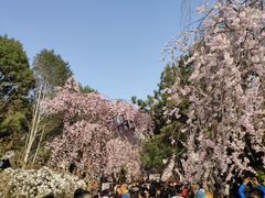 -西安青龙寺遗址景区