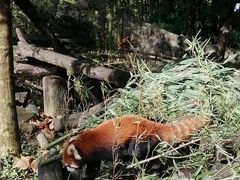 -都江堰中华大熊猫苑
