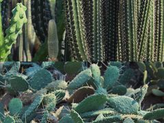 -深圳仙湖植物园
