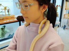 -吉丁鸟咖·异宠·寄养