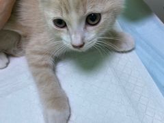 -圣宠动物医院·犬猫专科·影像中心·外科中心